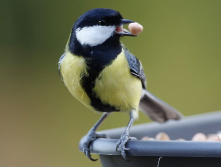 Fenolijn 17 december 2023