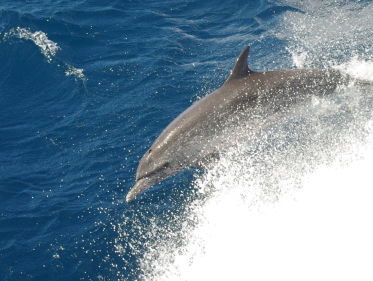 Geluidsoverlast op de natuur