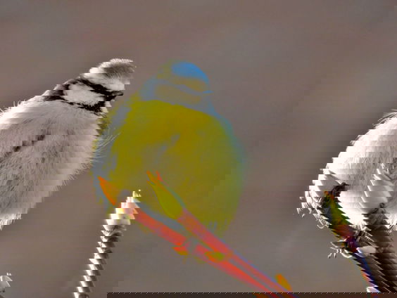 Waar gebruikt de vogel zijn neus voor?