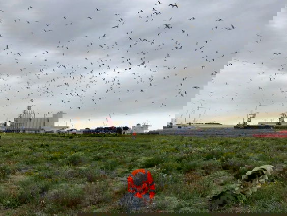 Hoe ga je overlast van meeuwen in de stad tegen?