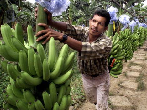 Colombia vervolgt bananen bazen van Chiquita