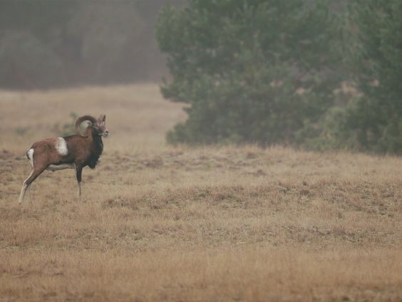De lammertijd van de moeflon op de Hoge Veluwe