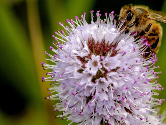 Biodiversiteit hoger op de agenda in financiële sector