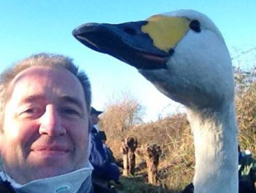 Kleine zwaan op doortrek