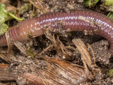 Op zoek naar kleine 'bodemschatten' tijdens Bodemdierendagen