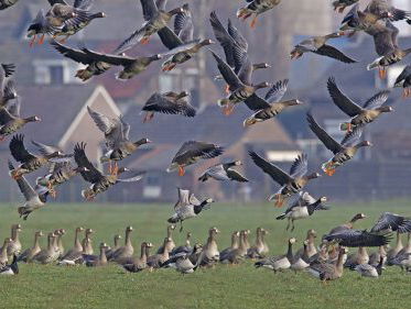 Fenolijn 2 december 2022