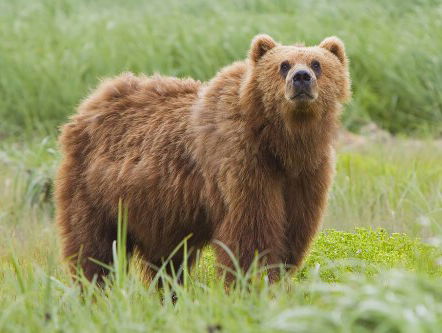 Dna-test vindt bedreigde bruine beer in traditioneel geneesmiddel