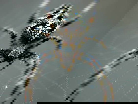 Spinnendeskundige over dit spinnenseizoen: 'Het wemelt gelukkig weer van de kruisspinnen'