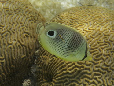 ‘Nederlands koraal sterft uit’