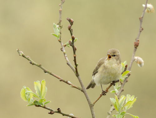 Agressieve tjiftjaf door vliegtuiglawaai