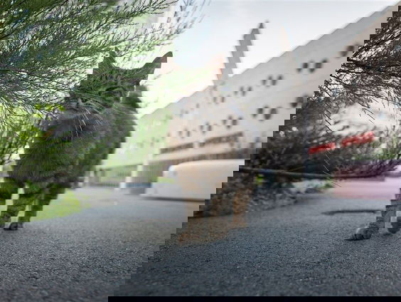 Binnen- of buitenkat? Het is niet zo zwart-wit. Liesbeth Puts legt uit waarom!