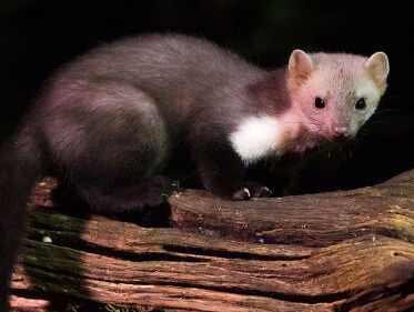 Paarseizoen van de steenmarter is begonnen