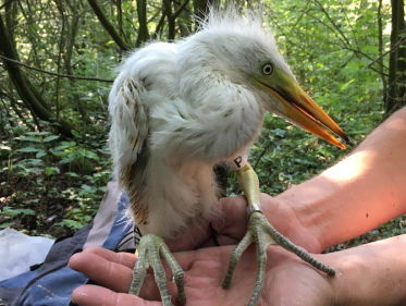 Wat weten we van de grote zilverreiger?