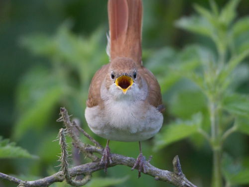 De onsterfelijke nachtegalen