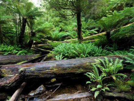 Unieke databank brengt vegetatie over de hele wereld in kaart
