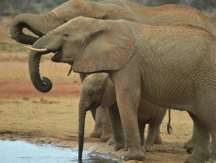 App moet wild in Kenia en Zimbabwe helpen tegen stropers