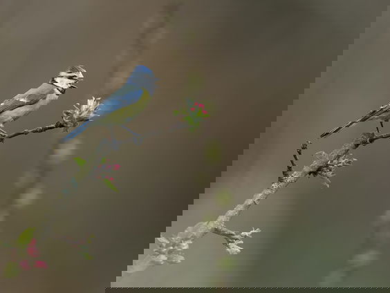 Waar zijn de vogeltjes in de tuin gebleven?