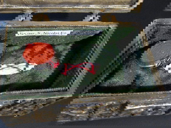 'De rib van Sinterklaas, Sinterklaas, Sinterklaas'