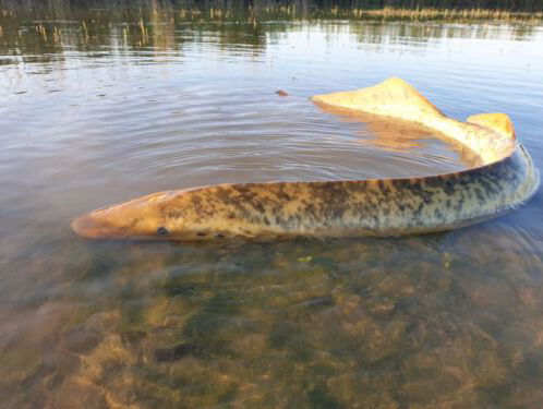 Boswachter vindt zeldzame zeeprik