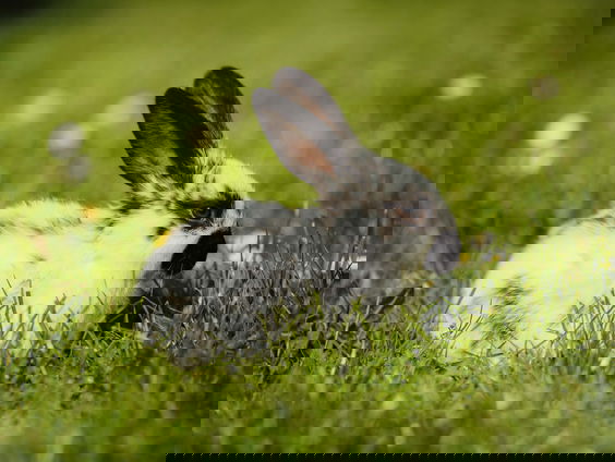 'De nieuwe dierenwet is een goed idee'