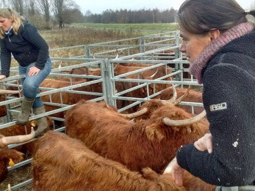 Jaarlijkse check-up Schotse hooglanders