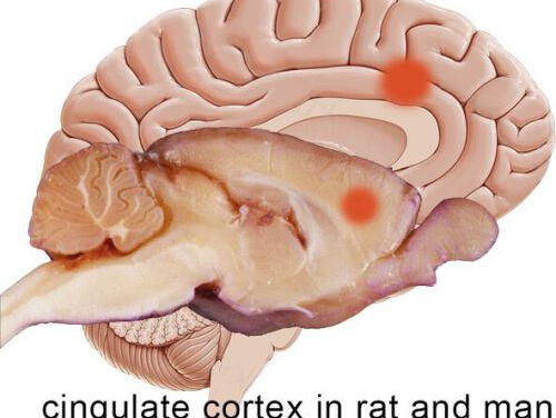 Spiegelneuronen voor pijn geïdentificeerd