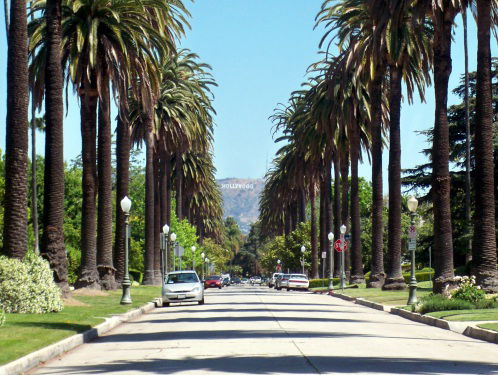 Los Angeles in de toekomst mogelijk zonder iconische palmboom