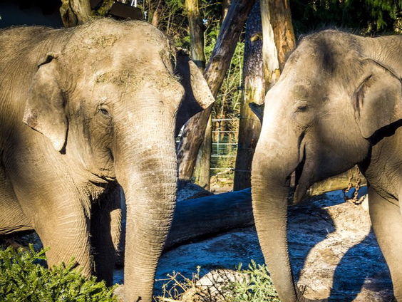 Rondje door DierenPark Amersfoort: "We willen bezoekers weer onderdompelen in de schoonheid van de natuur"