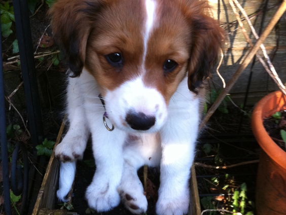 Verhalen van Spraakmakers: het fenomeen 'de coronahond' - deel 1