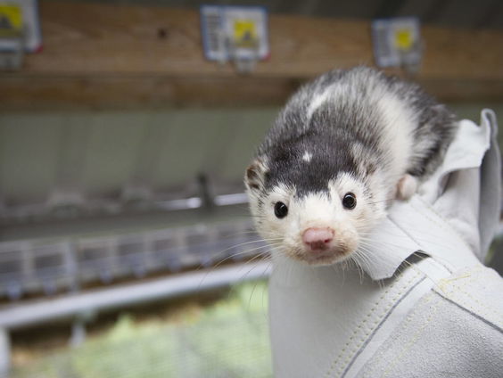 Nertsenfokkers en het coronavirus