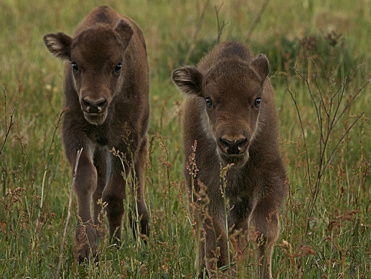 Grazers in de Maashorst