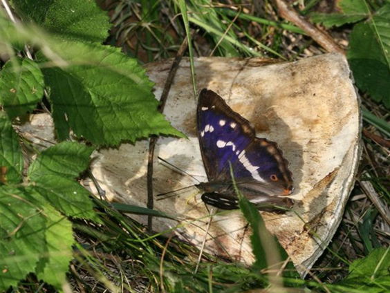 Vieze vlinders met een bizarre voorkeur