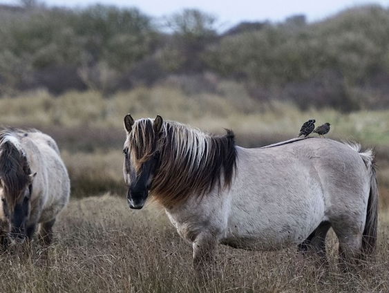 'Paardenvlees konikpaarden uit de Oostvaardersplassen is een gewild stukje vlees'