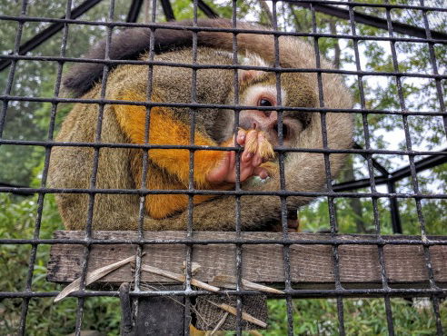 De diervriendelijke dierentuin