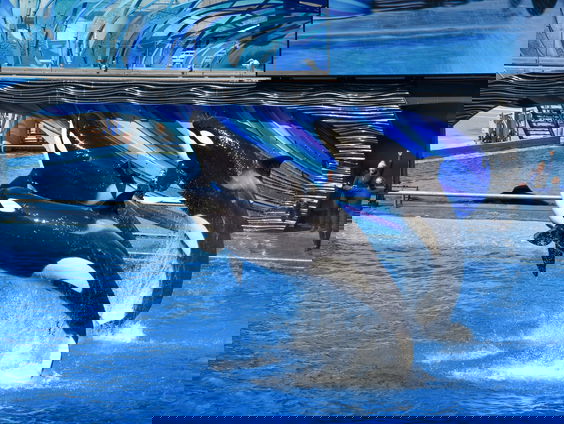 Raken orka's gefrustreerd als ze niet worden beziggehouden?