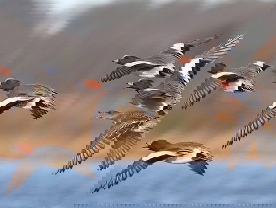 Wintereenden: smient