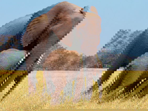 Bitch Vrouwtjesdieren