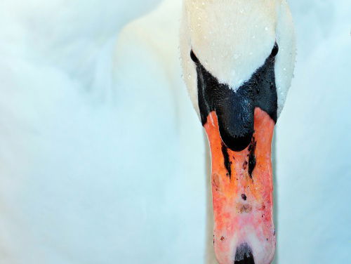 Zwaantje leert lopen
