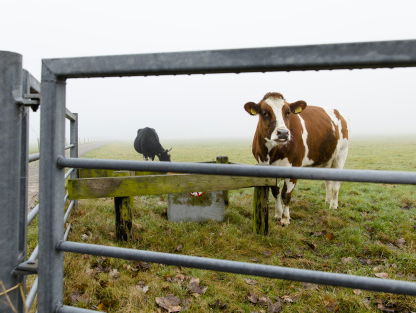 'Boeren besteden te weinig aandacht aan kalfjes'