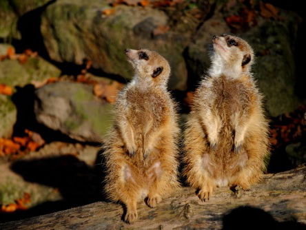 Dieren 'communiceren' door bacterie