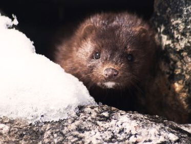 Einde van de nertsenfokkerij