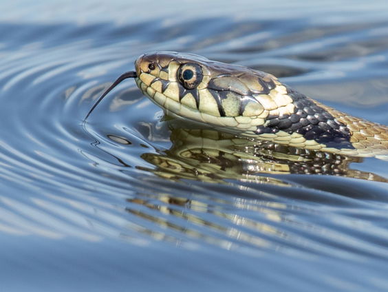 Grootste stinkers van Nederland: de ringslang