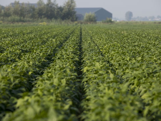De groei van het aantal bioboeren stokt in Nederland