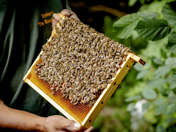 Massale bijensterfte in Noord-Italië