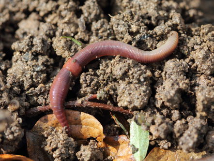 Heb jij ook regenwormen in je keuken?