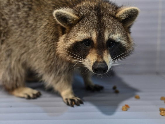 Een wasbeer in je kippenhok: de problematiek van exotische huisdieren