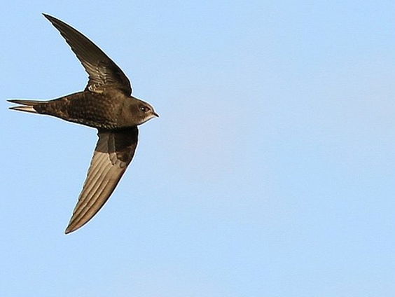 Augustus maand van de vogeltrek