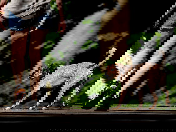 Dierenarts Peter Klaver over huisdieren in tijden van corona