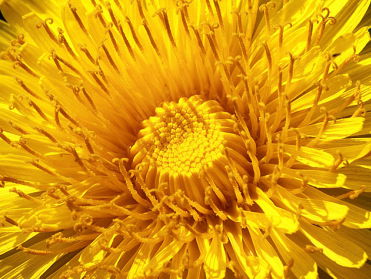 Heel veel paardenbloemen