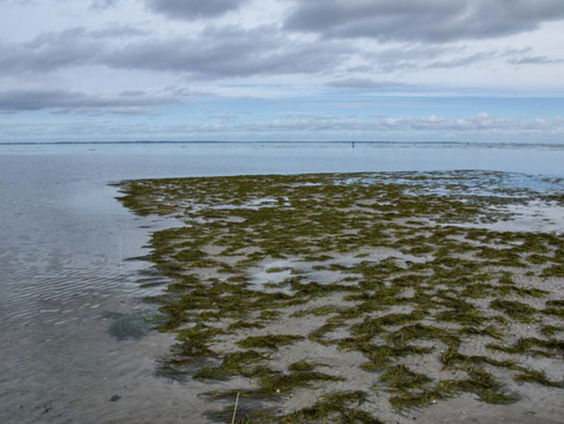 Proef met zeegras in de Waddenzee onverwacht succesvol